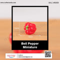 my store MINIATURE Bell Pepper