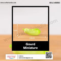 my store MINIATURE Gourd