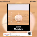 my store MINIATURE Garlic