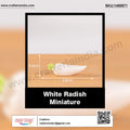 my store MINIATURE White Radish