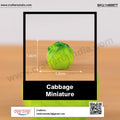 my store MINIATURE Cabbage
