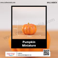 my store MINIATURE Pumpkin
