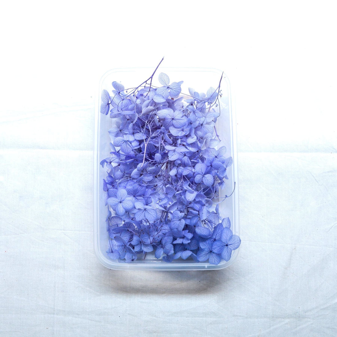 JUST CRAFT IT DRY PRESSED FLOWER MULTI Hydrangea Dry Flower