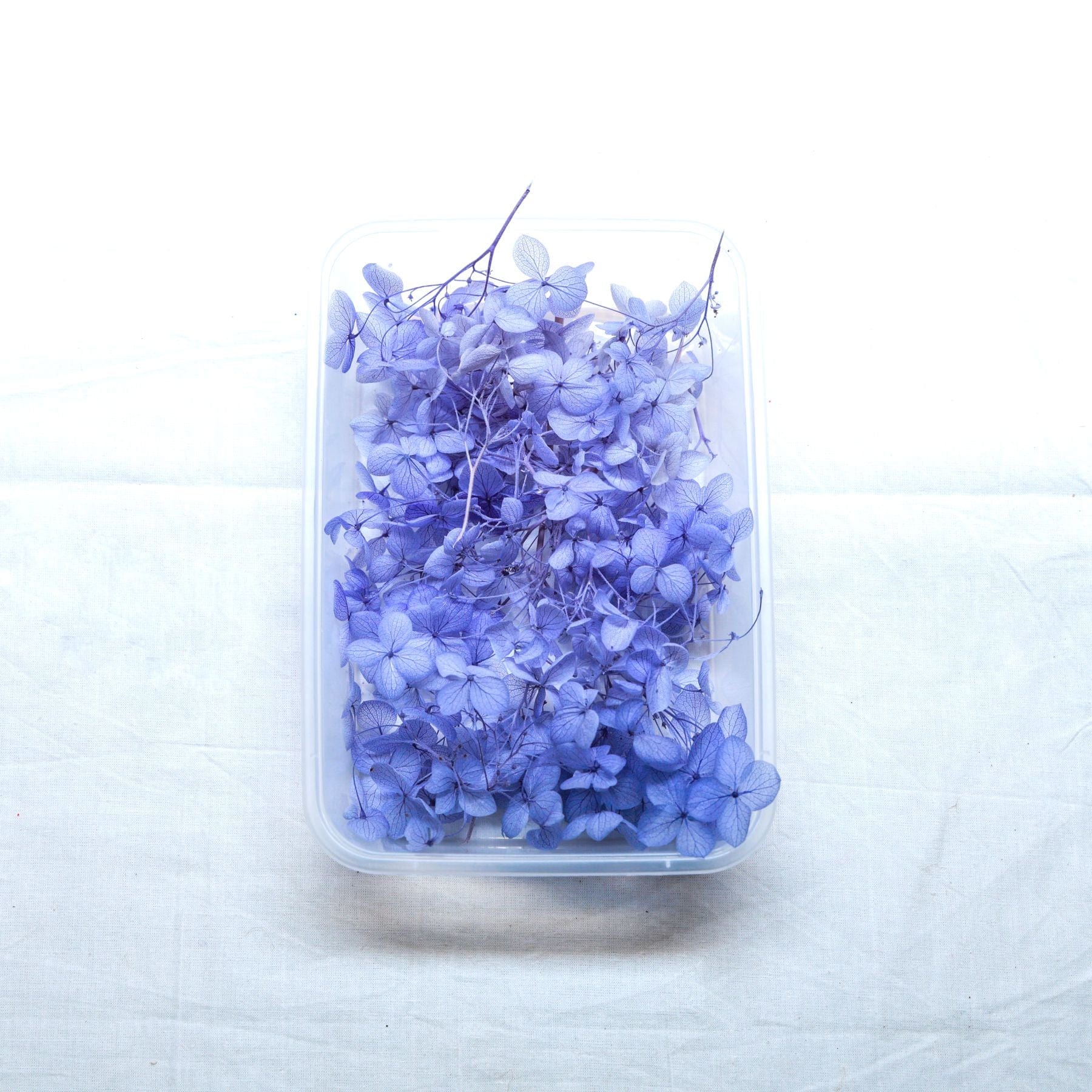 JUST CRAFT IT DRY PRESSED FLOWER Blue Hydrangea Dry Flower