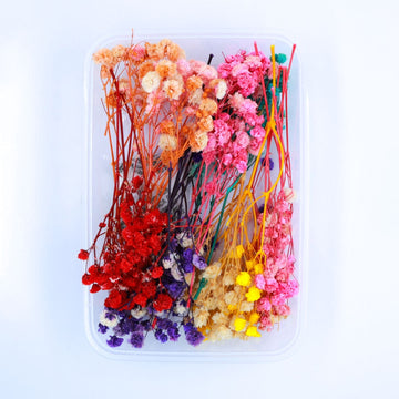 JUST CRAFT IT DRY PRESSED FLOWER MULTI Baby Breath Dry Flower