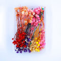 JUST CRAFT IT DRY PRESSED FLOWER MULTI Baby Breath Dry Flower