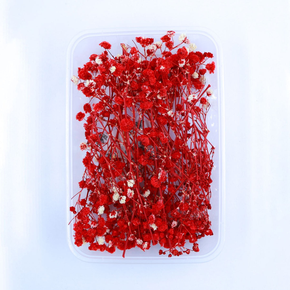 JUST CRAFT IT DRY PRESSED FLOWER MULTI Baby Breath Dry Flower