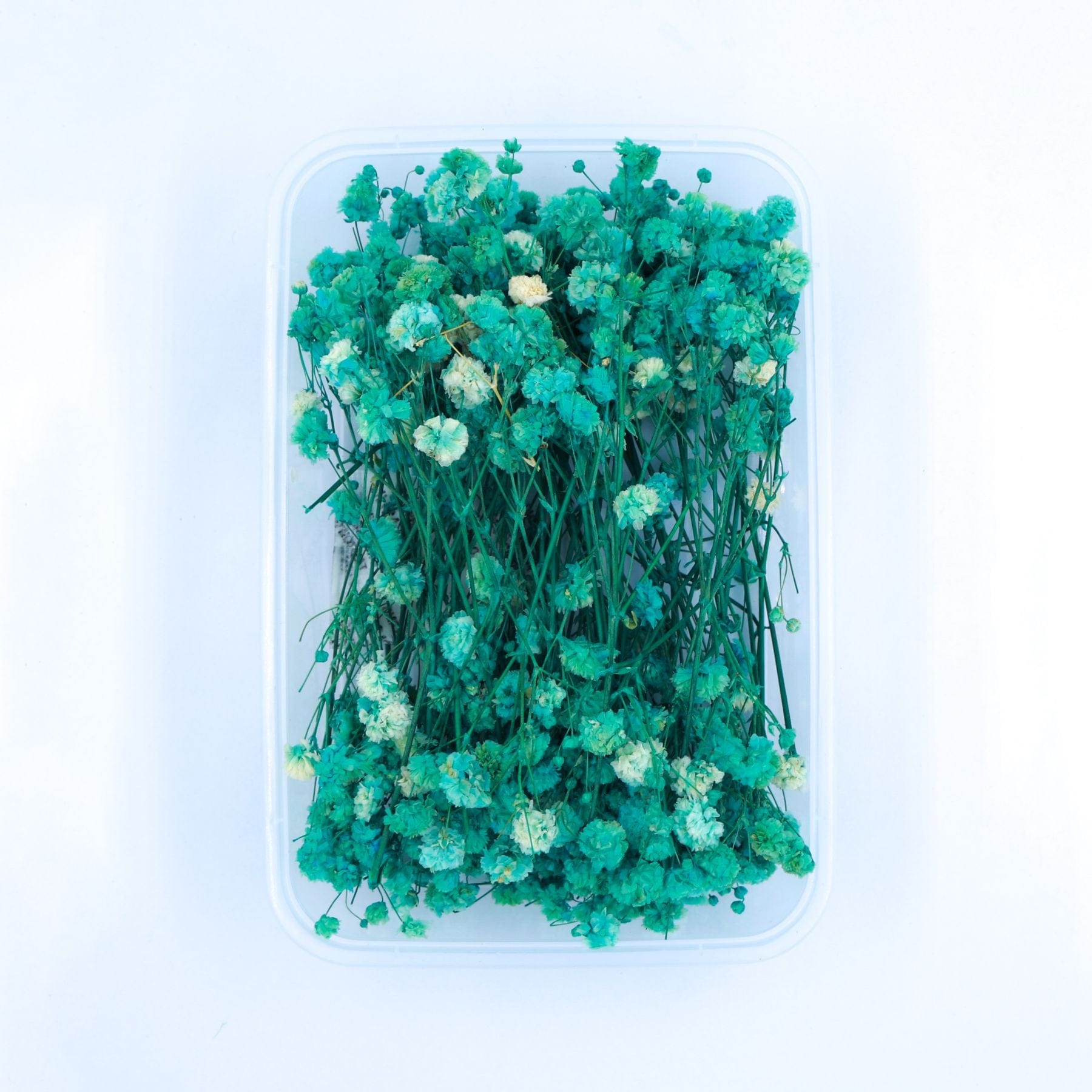 JUST CRAFT IT DRY PRESSED FLOWER C.GREEN Baby Breath Dry Flower