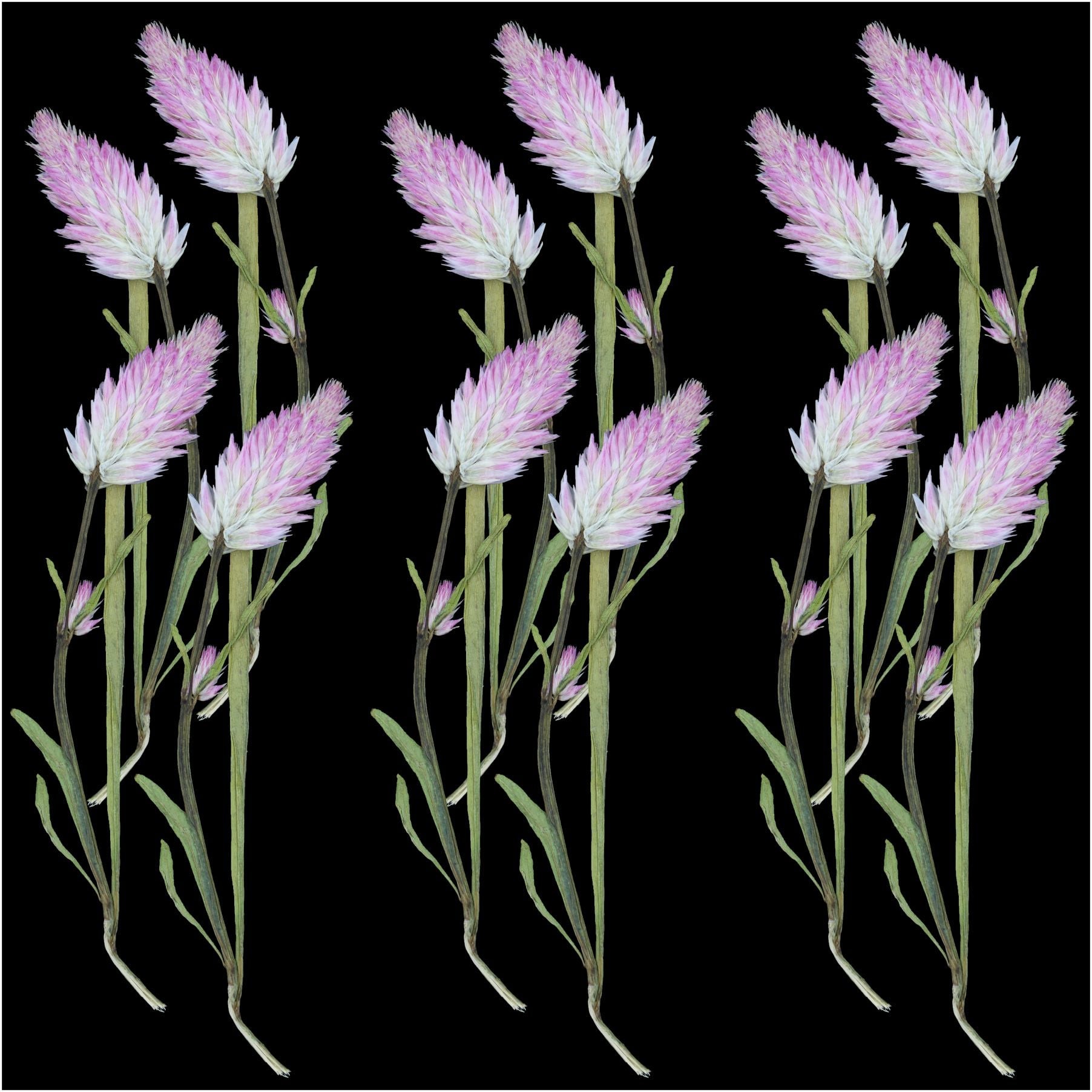 Crafteria DRY PRESSED FLOWER 12Pcs Celosia Palmeri Dry Pressed Flower
