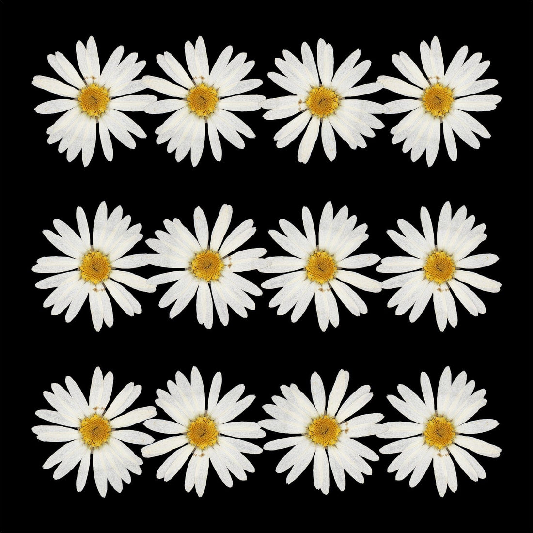 Crafteria DRY PRESSED FLOWER 12Pcs White Daisy Dry Pressed Flower