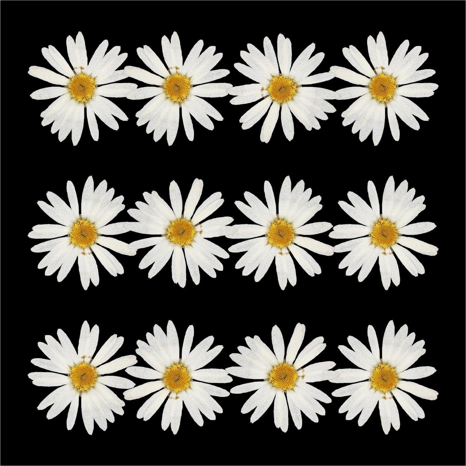 Crafteria DRY PRESSED FLOWER 12Pcs White Daisy Dry Pressed Flower