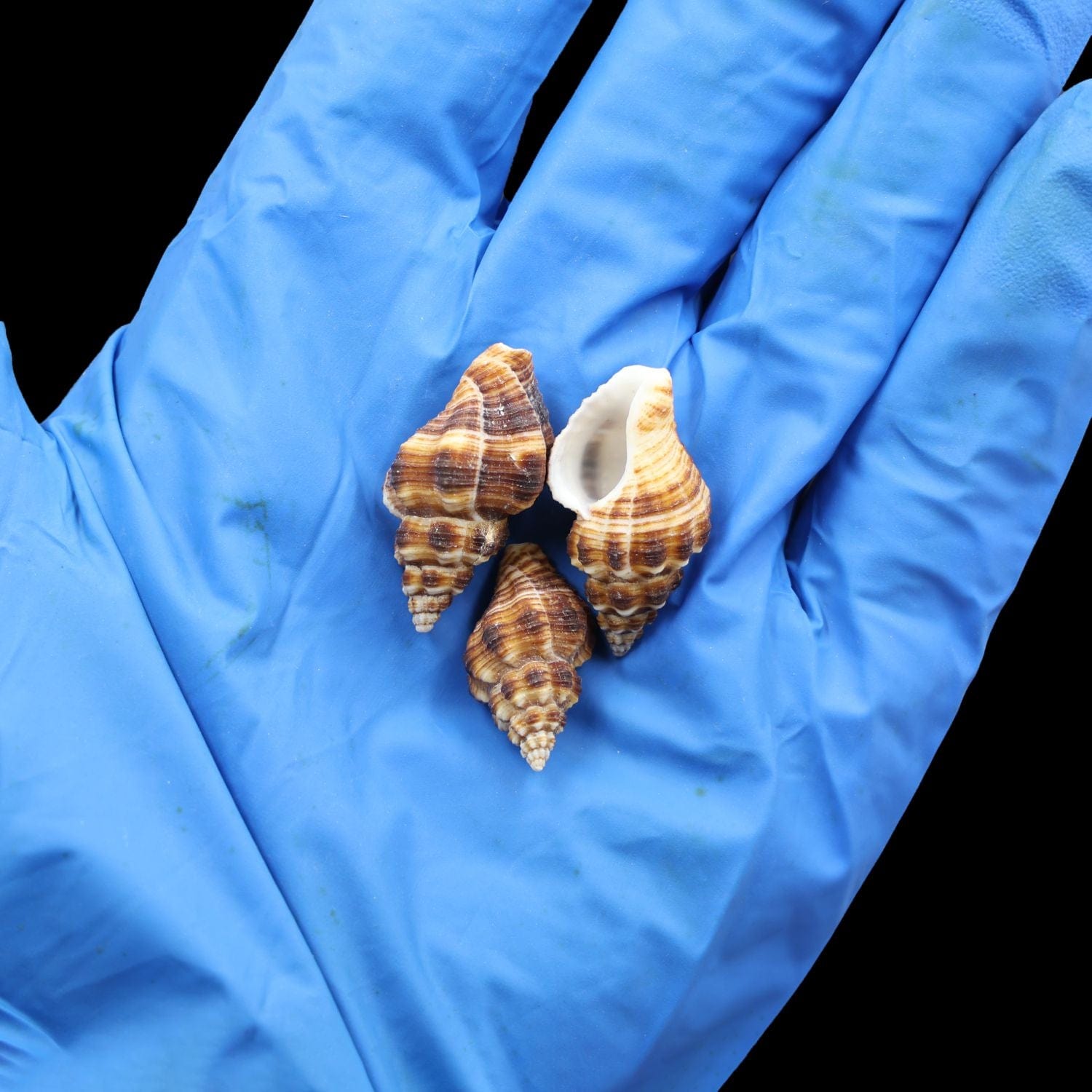 My Store NATURAL SHELL Natural Shell (50Gms) SH014