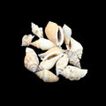 My Store NATURAL SHELL Natural Shell (50Gms) SH015