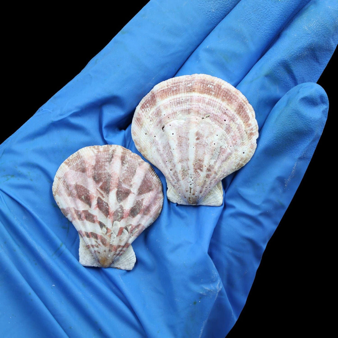 My Store NATURAL SHELL Natural Shell (50Gms) SH016