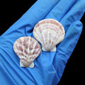 My Store NATURAL SHELL Natural Shell (50Gms) SH016