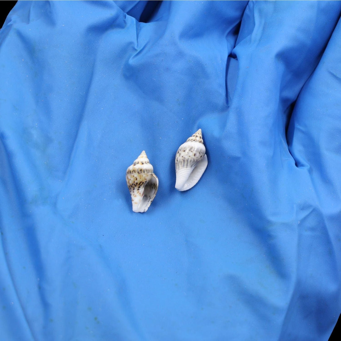 My Store NATURAL SHELL Natural Shell (50Gms) SH018