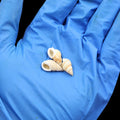 My Store NATURAL SHELL Natural Shell (50Gms) SH019