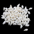 My Store NATURAL SHELL Natural Shell (50Gms) SH020