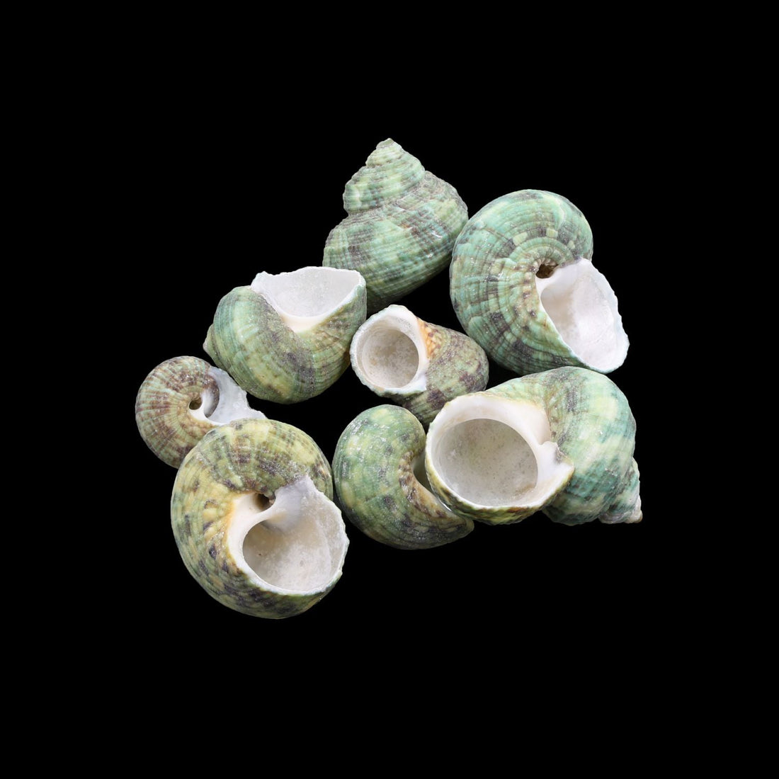 My Store NATURAL SHELL Natural Shell (50Gms) SH026