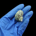 My Store NATURAL SHELL Natural Shell (50Gms) SH026