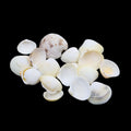My Store NATURAL SHELL Natural Shell (50Gms) SH027