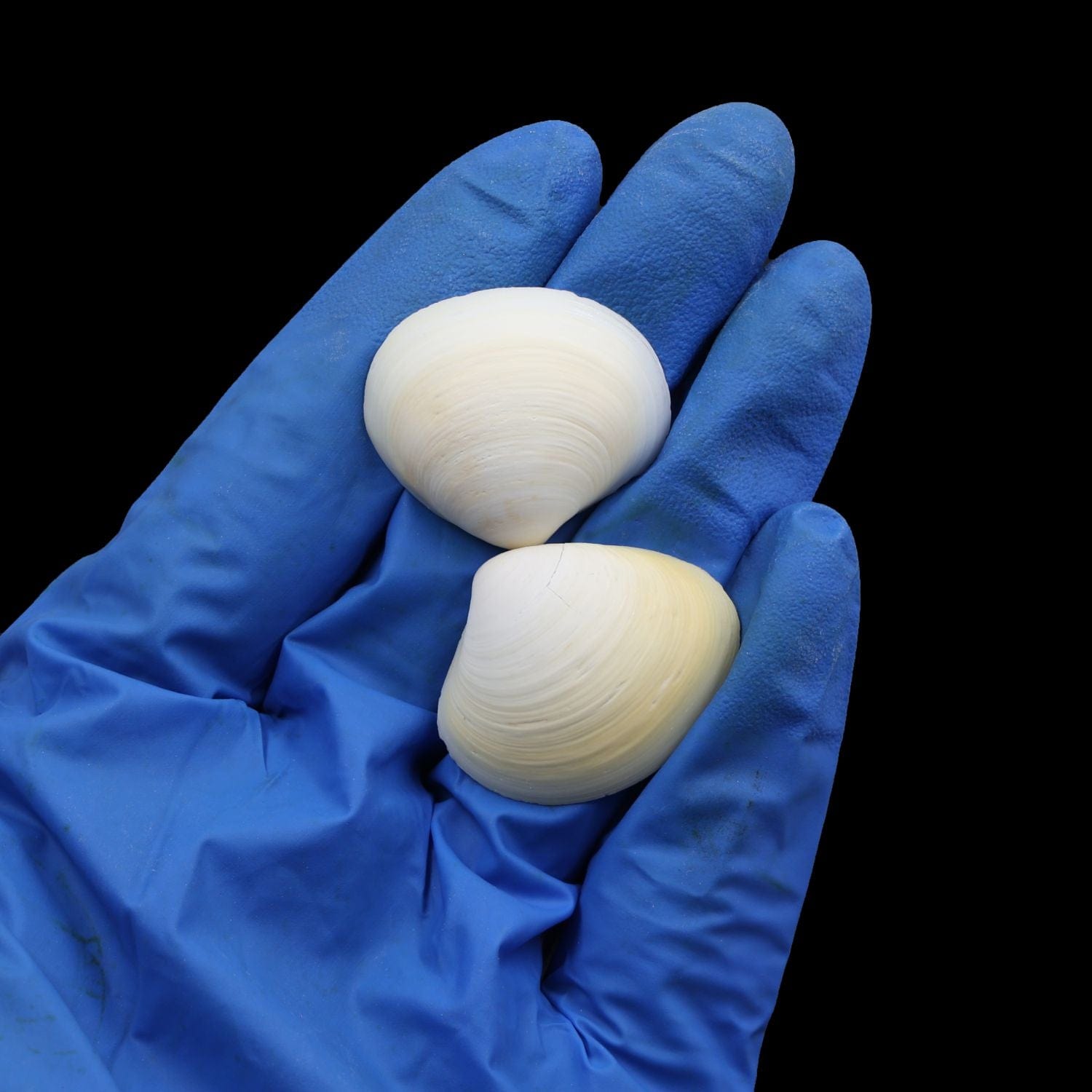 My Store NATURAL SHELL Natural Shell (50Gms) SH027